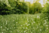 Kaboompics - Dandelions in green grass