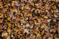 Kaboompics - Autumn leaves - shades of brown and orange
