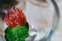 Kaboompics - Close-ups of a flower