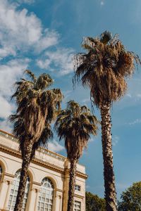 Kaboompics - Palm trees and blue sky