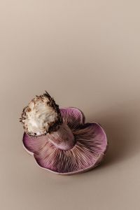 Kaboompics - Mushroom Aesthetic Free Photos – Purple-Gilled Wood Blewit – Fungi Backgrounds