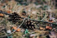 Pinecones on the forest ground