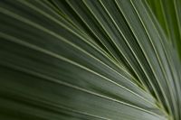 Kaboompics - Collection of free close-up images of leaves - backgrounds - wallpapers