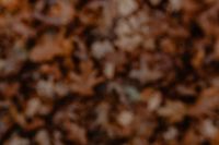 Kaboompics - Blurred background with brown leaves