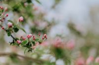 Kaboompics - A blooming apple trees in spring