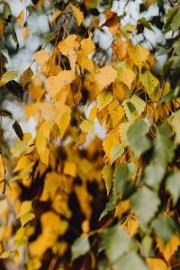 Kaboompics - Birch Leaves