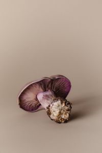 Mushroom Aesthetic Free Photos – Purple-Gilled Wood Blewit – Fungi Backgrounds