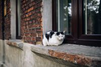 Kaboompics - Cat lying on a windowsill