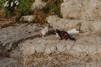 Kaboompics - Cats from Sorrento, Italy