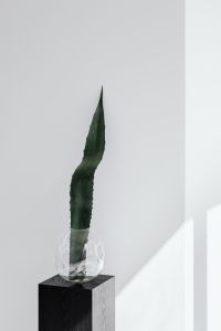 Agave leaf - minimalist interior