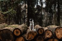 Kaboompics - A small white dog is sitting on a pile of felled wood in the forest