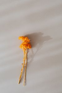 Kaboompics - Orange dry flowers