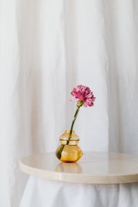 Pink Carnation in a Vase