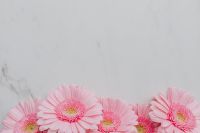 Pink Gerbera Background
