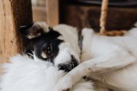 Kaboompics - Sleepy cute dog