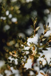 Kaboompics - Boxwood covered with fresh snow