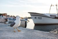 Kaboompics - Seagull at Nessebar Port, Bulgaria