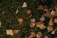 Kaboompics - Brown leaves on moss