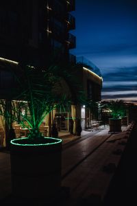 Kaboompics - Illuminated palm trees