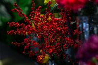 Kaboompics - Red rowan with a colourful arrangement of flowers