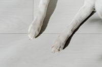 Dog white paws