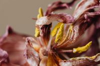 Kaboompics - Dried flowers and leaves - still life backgrounds