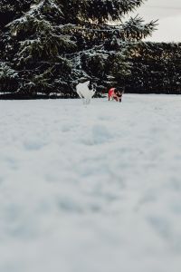Small dogs play on the snow