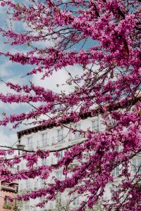 Judas trees in blossom at springtime in Madrid, Spain