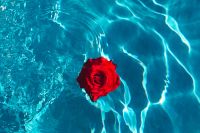 Kaboompics - Fresh garden rose on the blue water of a swimming pool on a warm summer day