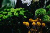 Kaboompics - Collection of colourful flower bouquets