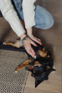 Kaboompics - Petting the little cute dog
