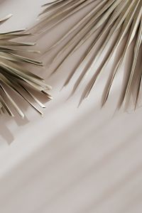 Kaboompics - Neutral Palm