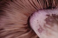 Kaboompics - Mushroom Aesthetic Free Photos – Purple-Gilled Wood Blewit – Fungi Backgrounds