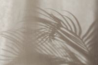 Kaboompics - Minimalist Still Life - Neutral Aesthetic Backgrounds