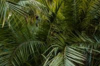 Kaboompics - Free Nature Backgrounds: Tropical Plants and Palms - Mediterranean Warm Tones Wallpapers