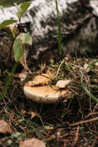 Kaboompics - Mushroom