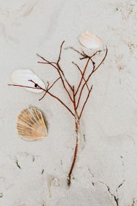 twig on the beach