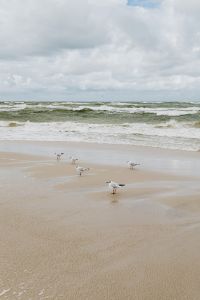 seagulls on the bech