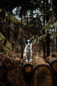 Kaboompics - A small white dog is sitting on a pile of felled wood in the forest