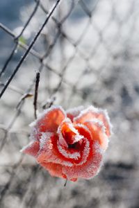 Kaboompics - Frozen flower