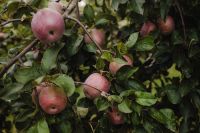 Abundant Harvest: Apple Trees in Full Bloom