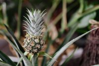 Kaboompics - Pineapple blossom