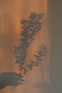 Kaboompics - Hand Holding Plant - Shadow Background