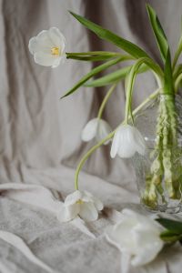 Kaboompics - White tulips and linen fabric background