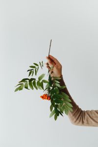 Kaboompics - A young girl holds a sprig of rowanberries