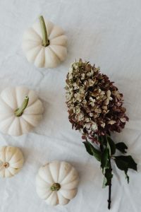 White pumpkins - hydragea