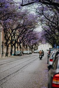 Purple Jacaranda trees. At Avenida Dom Carlos I, Lisbon, Portugal
