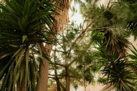 Kaboompics - Free Nature Backgrounds: Tropical Plants and Palms - Mediterranean Warm Tones Wallpapers