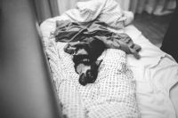 Kaboompics - Dog lying on a bed