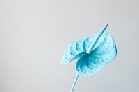 Kaboompics - Blue anthurium flower